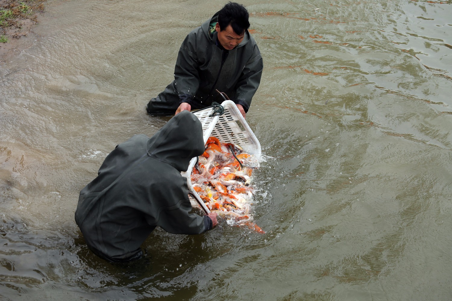 西安放鱼最新动态，水域生态修复活动持续进行中 🐟🌊