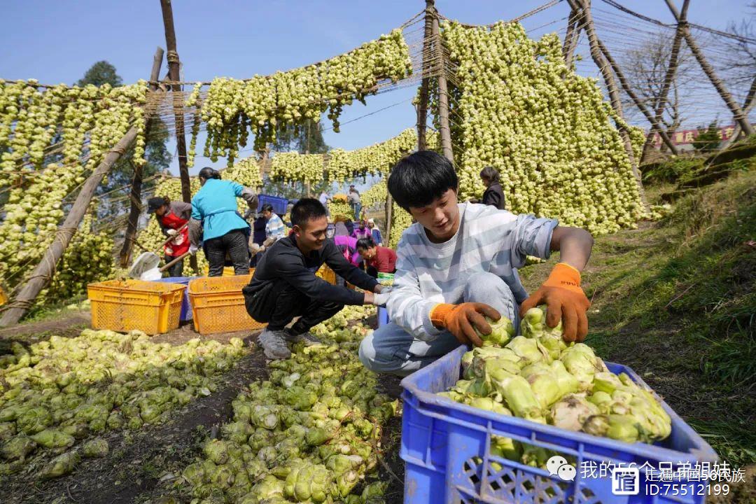 涪陵榨菜动态资讯，自然美景的探索之旅