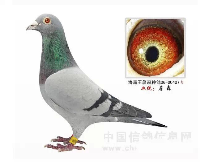 最新海霸王定价鸽，小巷中的美食秘境探索