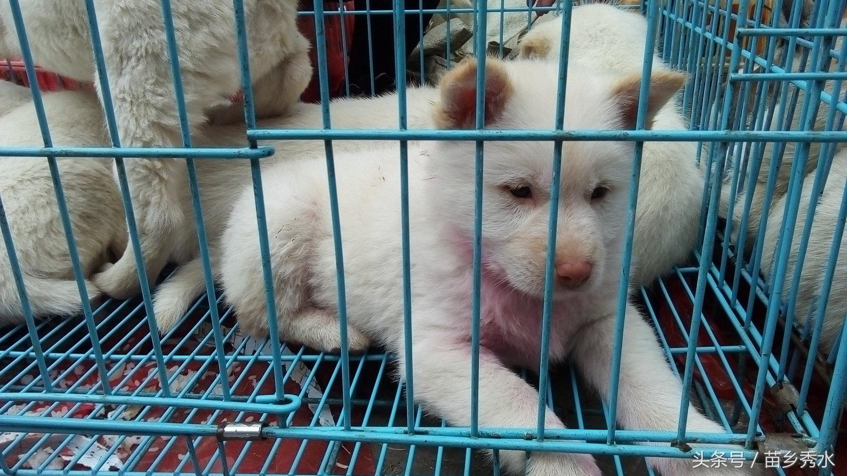 下司犬最新出售信息汇总